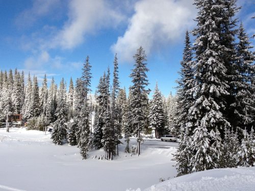 Snow-covered landscape with tall evergreen trees under a blue sky, featuring a road and a distant vehicle.