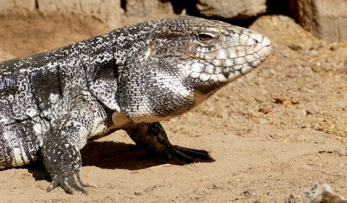 A close-up of a textured lizard with a patterned body, resting on sandy ground.