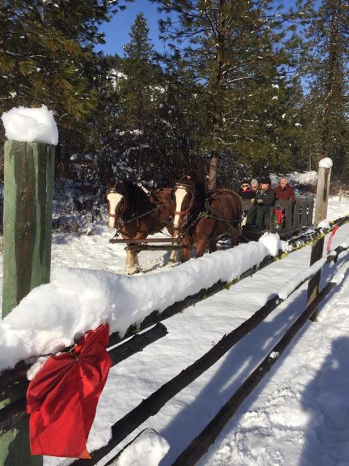 Two horses in harness pull a sleigh through a snowy landscape, with pine trees and festive decorations nearby.
