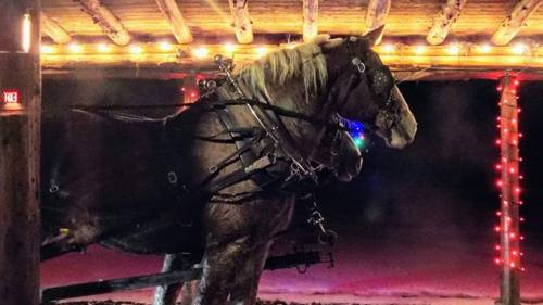 A horse in harness stands under a lit wooden structure, surrounded by colorful holiday lights at night.