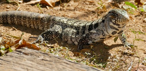A textured lizard with a patterned body rests on the ground among leaves and grass.