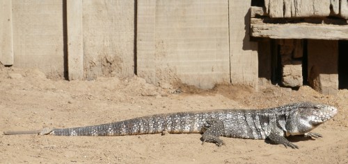 A large lizard with a patterned body resting on sandy ground near a wooden structure.