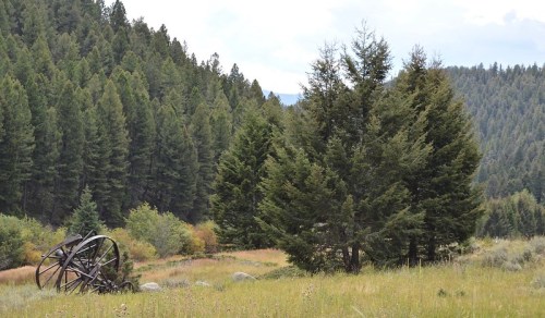 A scenic landscape featuring a grassy field, dense pine trees, and an old wooden wheel in the foreground.