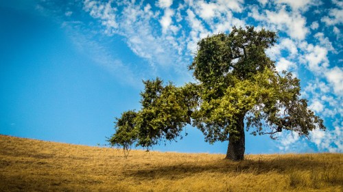 A solitary tree with green leaves stands on a grassy hill under a blue sky with scattered clouds.