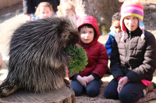 A porcupine eats kale while children watch attentively in a sunny outdoor setting.
