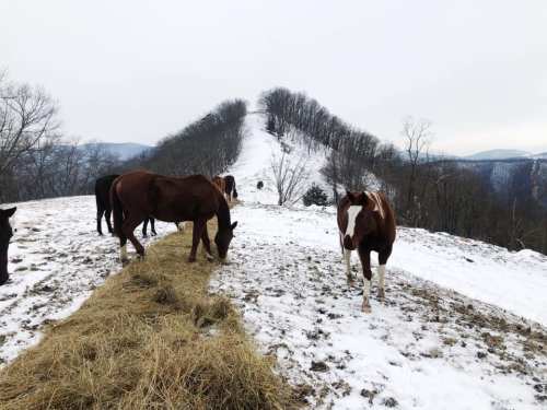 Horses grazing on hay in a snowy landscape with a hill and bare trees in the background.