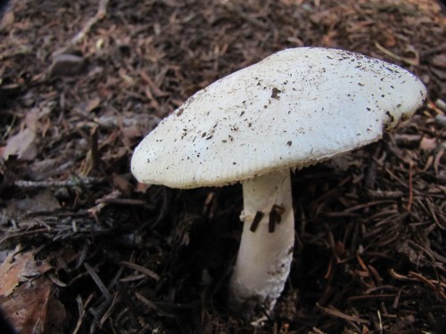 A close-up of a white mushroom growing on dark, earthy soil surrounded by fallen leaves.