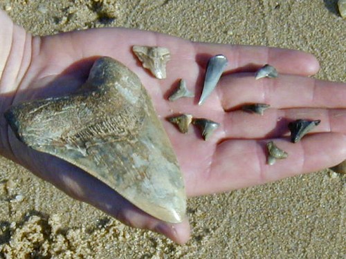A hand holding a large fossilized tooth and several smaller shark teeth on a sandy surface.