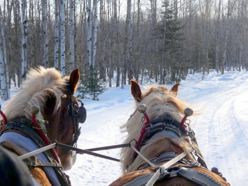 Two horses with harnesses stand side by side, facing a snowy path lined with trees in a winter landscape.