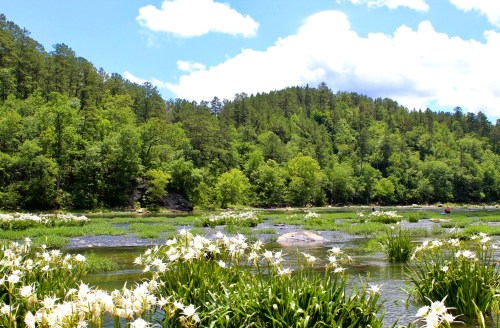 A serene landscape featuring a river surrounded by lush greenery and blooming white flowers under a blue sky.