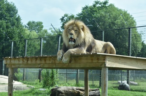 A lion lounging on a wooden platform, surrounded by greenery and a fenced enclosure in the background.