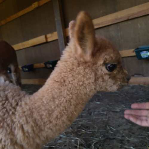 A close-up of a young, fluffy alpaca curiously looking at a hand in a barn setting.