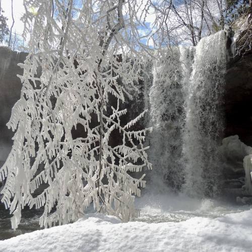 A frozen waterfall surrounded by icy branches and snow, with sunlight filtering through the trees above.