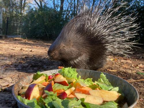 A porcupine sniffing a bowl of fresh salad with apples and greens in a natural outdoor setting.