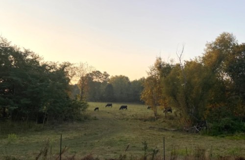A serene landscape at sunset with cows grazing in a grassy field surrounded by trees.