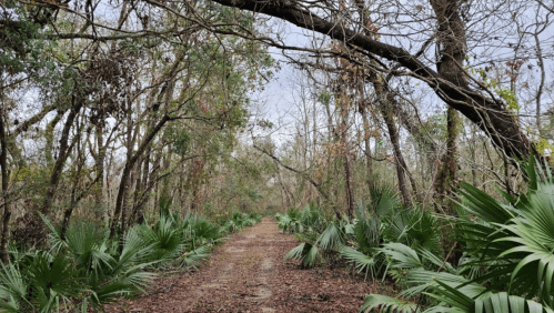 A dirt path through a dense forest, lined with green foliage and trees, under a cloudy sky.