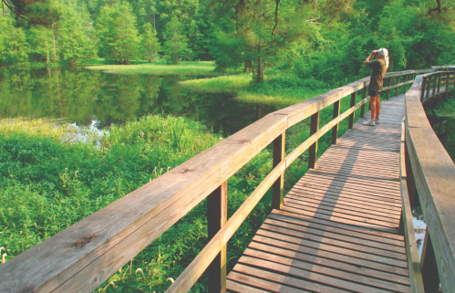 A person stands on a wooden boardwalk by a serene pond, surrounded by lush greenery and trees.