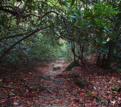 A winding path through a dense forest, surrounded by green foliage and scattered autumn leaves on the ground.