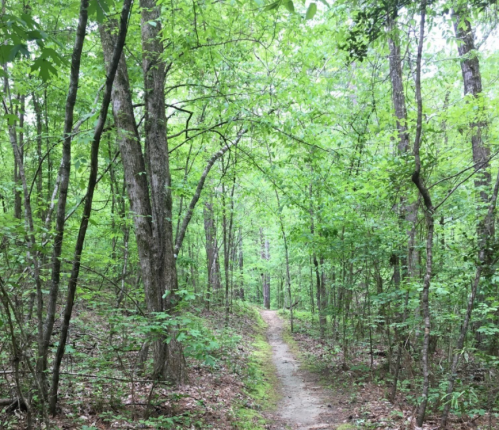 A narrow dirt path winds through a lush green forest filled with tall trees and dense foliage.