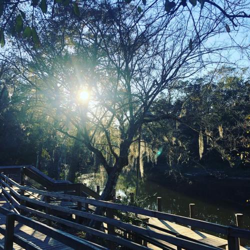 Sunlight filters through bare trees, illuminating a serene pathway by a calm waterway, with Spanish moss hanging nearby.