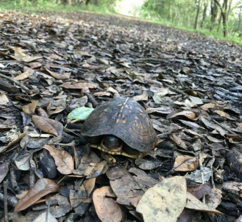 A turtle resting on a forest floor covered with dry leaves, surrounded by greenery in the background.