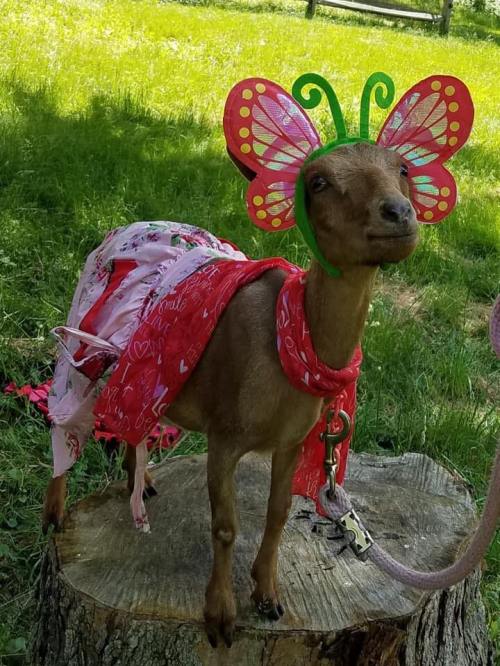 A goat wearing a colorful butterfly headband and a red scarf stands on a tree stump in a grassy area.