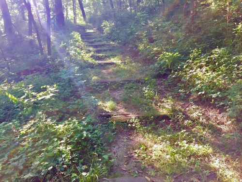 A sunlit forest path with wooden steps surrounded by lush greenery and dappled light.
