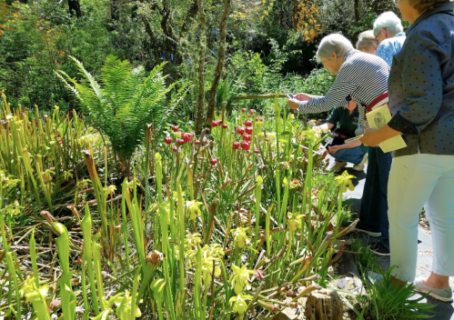 A group of people observing colorful pitcher plants in a lush garden setting.