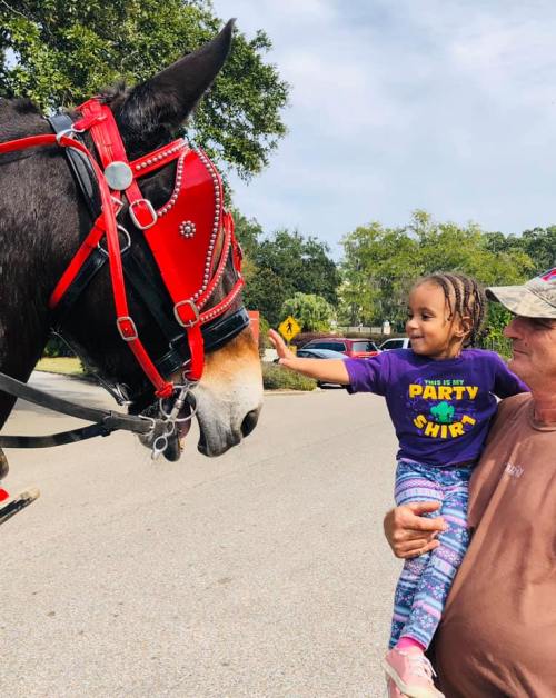 A young girl in a purple shirt reaches out to a horse wearing a red harness, while an older man holds her.