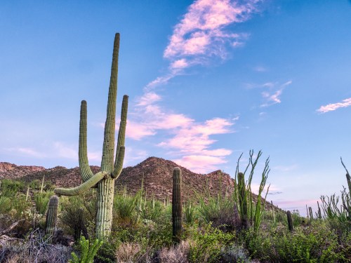 A desert landscape featuring tall cacti against a colorful sky with soft clouds and mountains in the background.