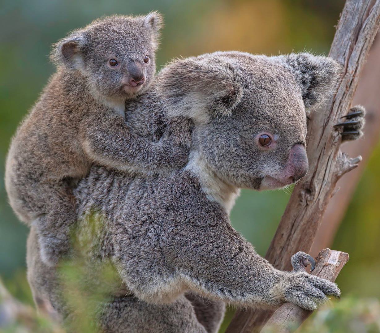 50325116_10157076773502147_530