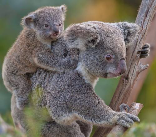 A koala mother climbs a tree with her baby clinging to her back, surrounded by greenery.