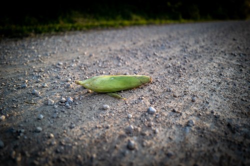 A single corn cob lies on a gravel road, surrounded by small stones and greenery in the background.