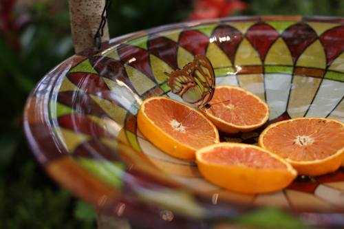 A butterfly rests on orange slices in a colorful, patterned bowl surrounded by greenery.