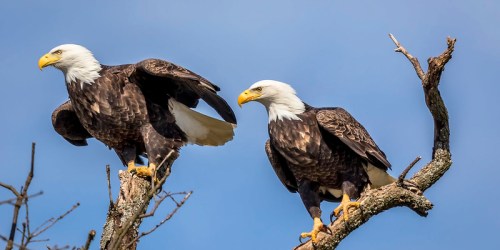 Two bald eagles perched on a tree branch against a blue sky.