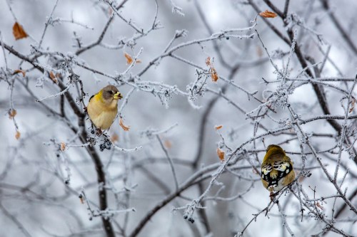 Two small birds perched on frosty branches, surrounded by a wintery, icy landscape.