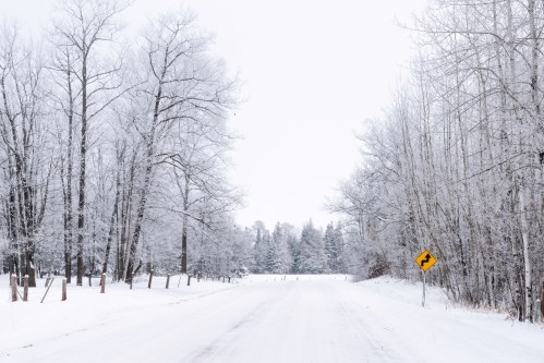 A snowy road lined with frosted trees, featuring a curve warning sign on the right.