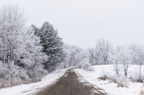 A snowy road surrounded by frosted trees under a gray sky, creating a serene winter landscape.