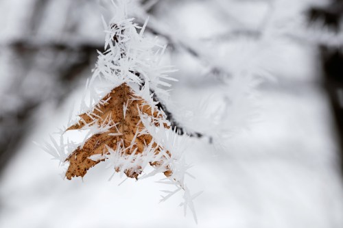 A frozen leaf covered in delicate ice crystals hangs from a branch against a blurred winter background.