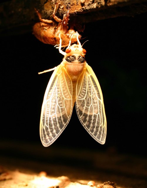 A close-up of a cicada emerging from its shell, showcasing its translucent wings and detailed body against a dark background.