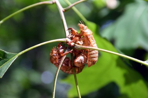 Two cicada exoskeletons hanging from a green branch, surrounded by lush green leaves.