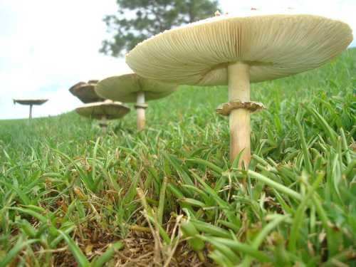 A row of large mushrooms growing in green grass, with a blurred background of trees and sky.