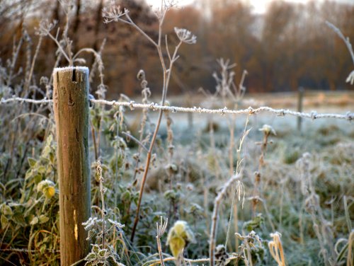 Frost-covered fence post and wire amidst a field of frosty grass and plants in a serene winter landscape.