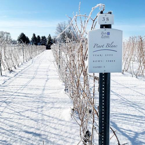 A snowy vineyard with a sign for Pinot Blanc, year 2002, amidst frosted grapevines under a clear blue sky.