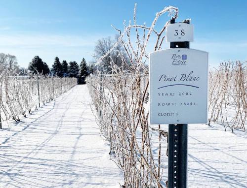 A snowy vineyard with a sign for "Pivot Blanc," detailing year, rows, and clone, under a clear blue sky.