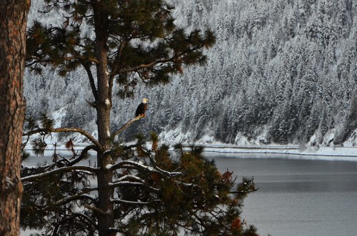 A bald eagle perched on a snow-covered tree branch by a serene, icy lake surrounded by snowy mountains.