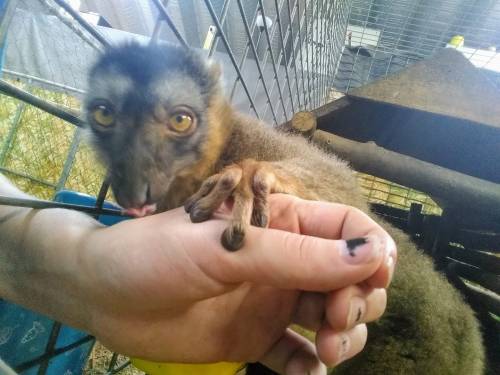 A close-up of a person's hand reaching towards a curious animal with large eyes and a furry body in a cage.