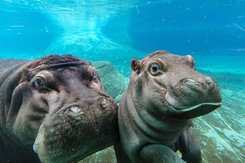 Two hippos swim closely together underwater, showcasing their large heads and playful expressions in a clear blue environment.