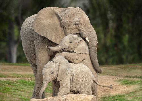 A family of elephants, including a large adult and two playful calves, interacting in a natural setting.