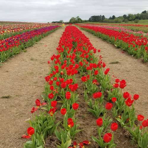 A vibrant field of red tulips stretches down a path, surrounded by colorful blooms under a cloudy sky.